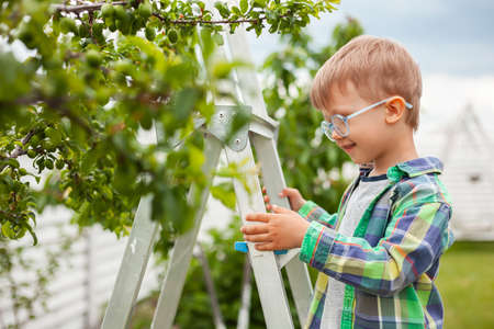 child on ladder tree, gardening in backyard gardenの写真素材