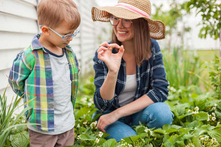 Child and mother gardening in strawberry plant garden in backyardの写真素材