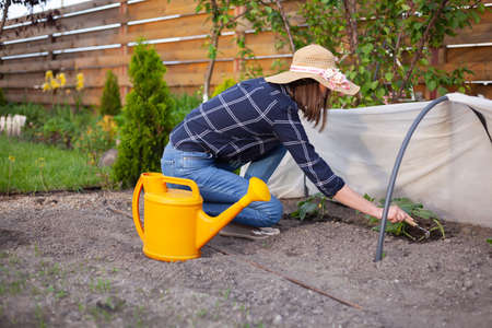 woman gardener in hat working in the garden in the backyardの写真素材