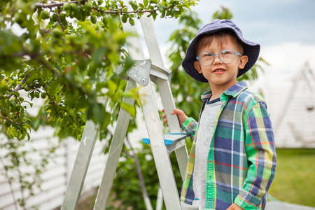 child on ladder tree, gardening in backyard gardenの写真素材