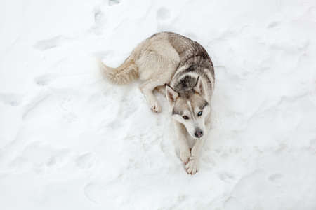 Young dog of siberian husky breed playing in the snow after heavy snowfallの写真素材