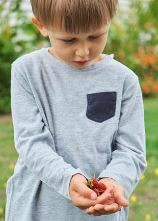 Close up a raspberry in hands of child in the backyard, agrarian lifeの写真素材