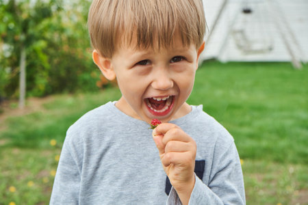 Child 4 years old holding and eating raspberries in backyardの写真素材