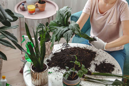 Plant transplant, woman care houseplant and transplanting plant into a potの写真素材