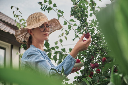 Young female gardener in a hat picking plums in her family backyard garden