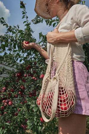 Young woman gardener picking plums in string eco mesh bag in her family backyard gardenの写真素材