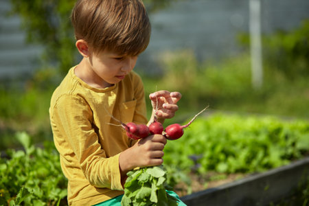 Child gardener in the garden with Harvest radishes in the backyard or farm.の写真素材