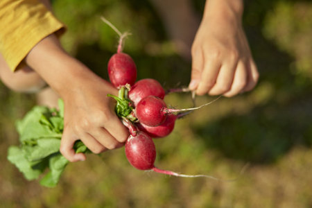 Harvest radishes in the hands of a child in a backyard garden.の写真素材