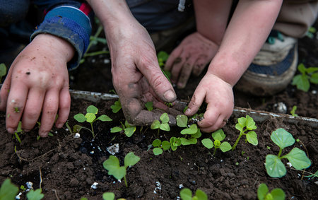 Close up of child and parent's hands planting plants in soil, gardening in backyard.の素材