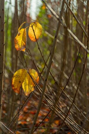 Leaves holding on the branch the autumnの写真素材