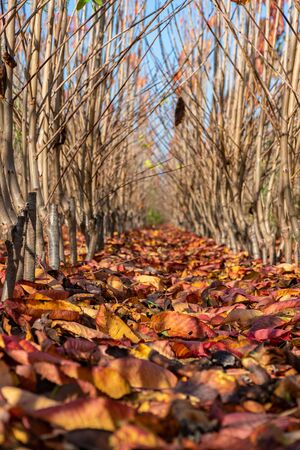 Fallen autumn leaves in a plant nurseryの写真素材