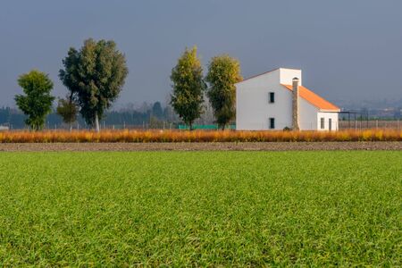 Crop fields with country house in the backgroundの写真素材