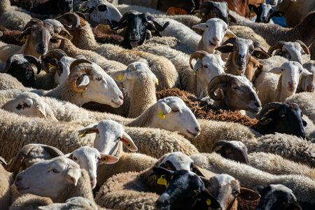 Herd of sheepの写真素材