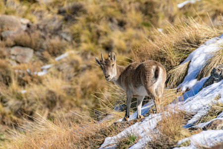 Young female mountain goat in the snowの写真素材