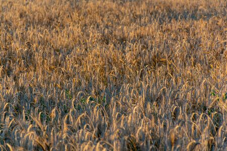 wheat field about to harvestの写真素材