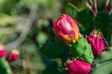 Opuntia ficus-indica or prickly pear, with its flower in springの写真素材