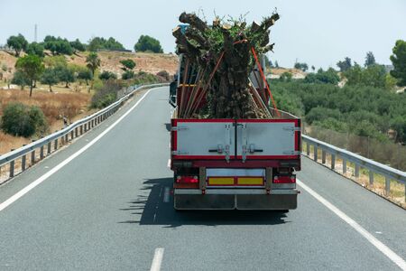 Truck transporting centuries-old olive trees.の写真素材