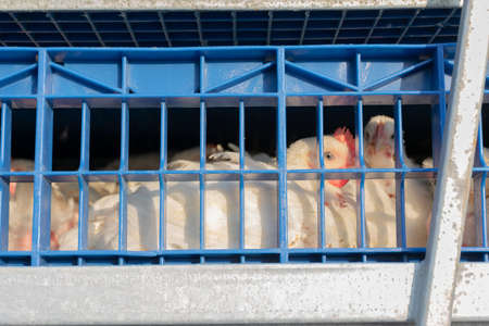 Farm hen in the cage for transport to the slaughterhouseの写真素材