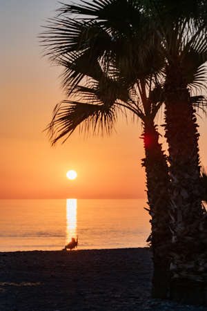 Person sitting in a hammock on the beach watching the sunset next to some palm trees.の写真素材