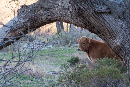 Calf of the pajuna breed, in the mountains of Sierra Nevada, Granada.の写真素材