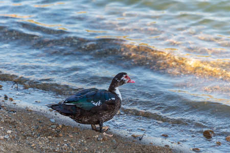 Muscovy duck on the shore of a reservoir.