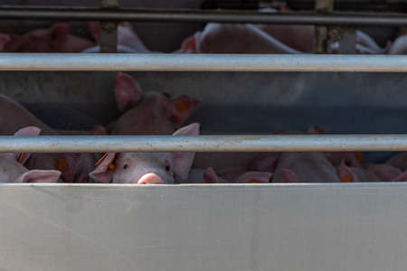 Little pig peeking out the aeration window of a cage truckの写真素材