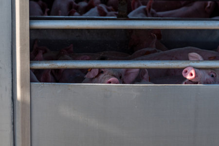 Little pig peeking out the aeration window of a cage truckの写真素材