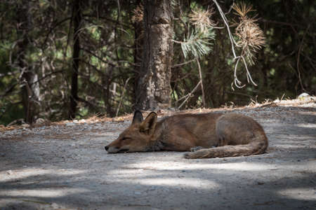 Fox on a path in the Sierra de Cazorla, waiting to be fed by a tourist.の写真素材