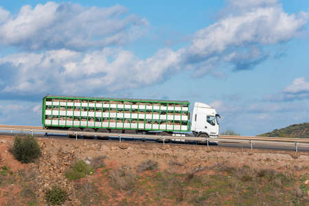 Cage truck for transporting livestock loaded with pigs circulating on a road, side view.の写真素材
