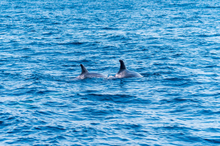 Dolphins poking their fin above the water while looking for food, Algarve.の写真素材
