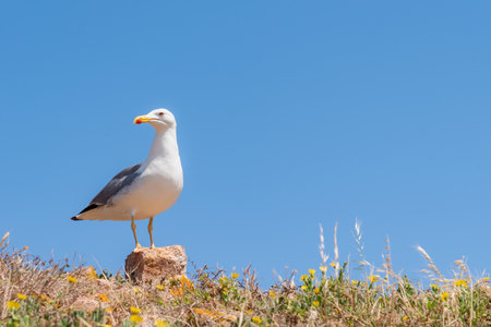 Close-up of seagull on a stone, in the natural reserve of the Berlengas.の写真素材