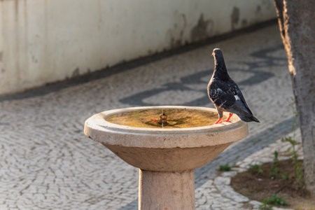 Pigeon in a public fountain of the viewpoint of San Pedro Alcantara, Lisbon.の写真素材