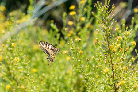 Butterfly of the Papilio machaon variety taking nectar from a small flower.
