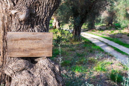 Empty notice board on a trunk in an olive farm with a dirt road running through it.の写真素材