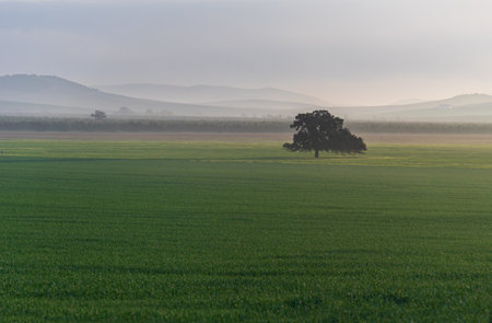Landscape of a green countryside with a solitary tree in a third of the image and a background of low mountains.の写真素材