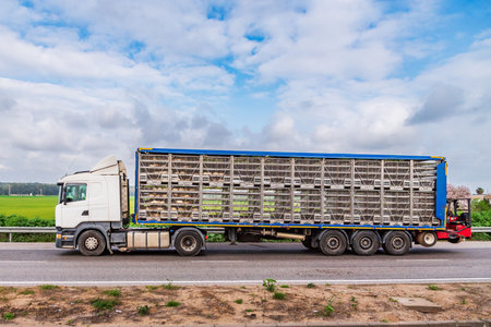 Truck driving on the highway with cages for transporting poultry with a forklift attached to the rear.の写真素材