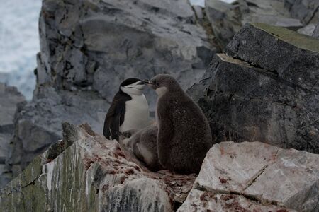 chinstrap penguin at nest