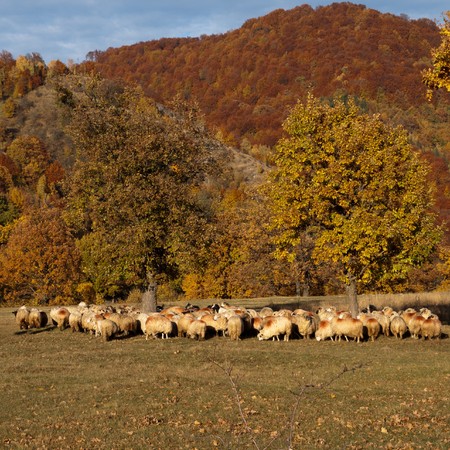sheeps on autumn landscapeの写真素材