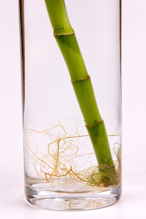 bamboo roots detail, isolated on whiteの写真素材