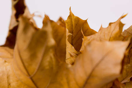 abstract detail of autumn leaves isolated on white