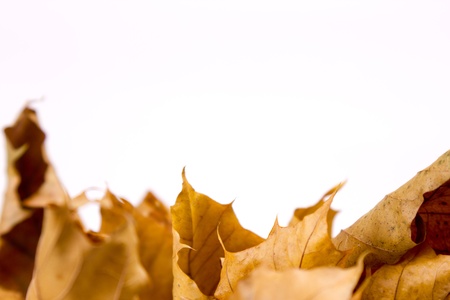abstract detail of autumn leaves isolated on whiteの写真素材
