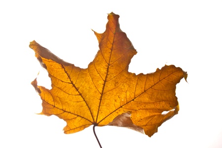 brown leaf with long tale isolated on whiteの写真素材