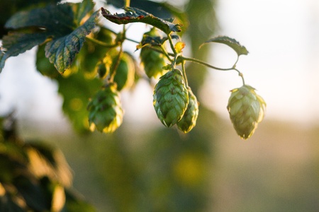 Hops plantation at sunsetの写真素材