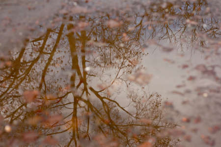 Autumn tree reflection in a pond