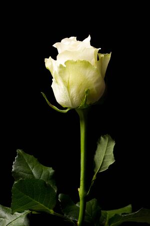 close up white rose isolated on black backgroundの写真素材