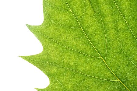 Leaf