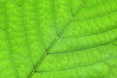 Leaf