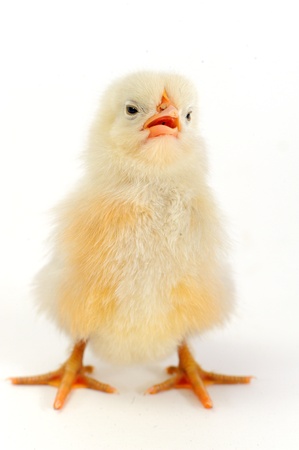 chickの写真素材