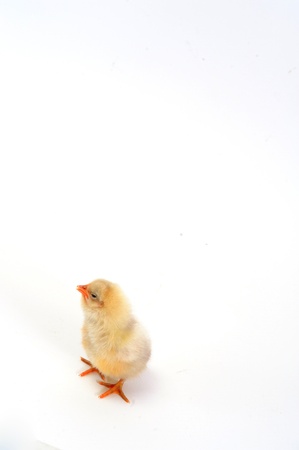 chickの写真素材