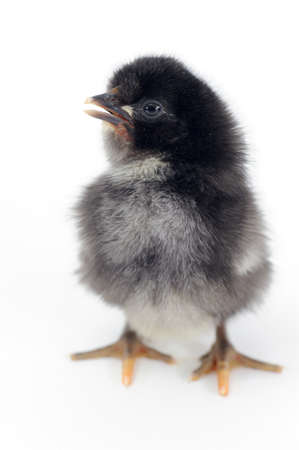 chickの写真素材